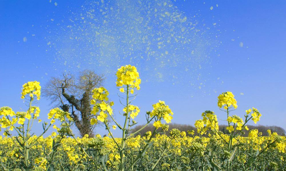 Hay Fever: Symptoms & Treatments