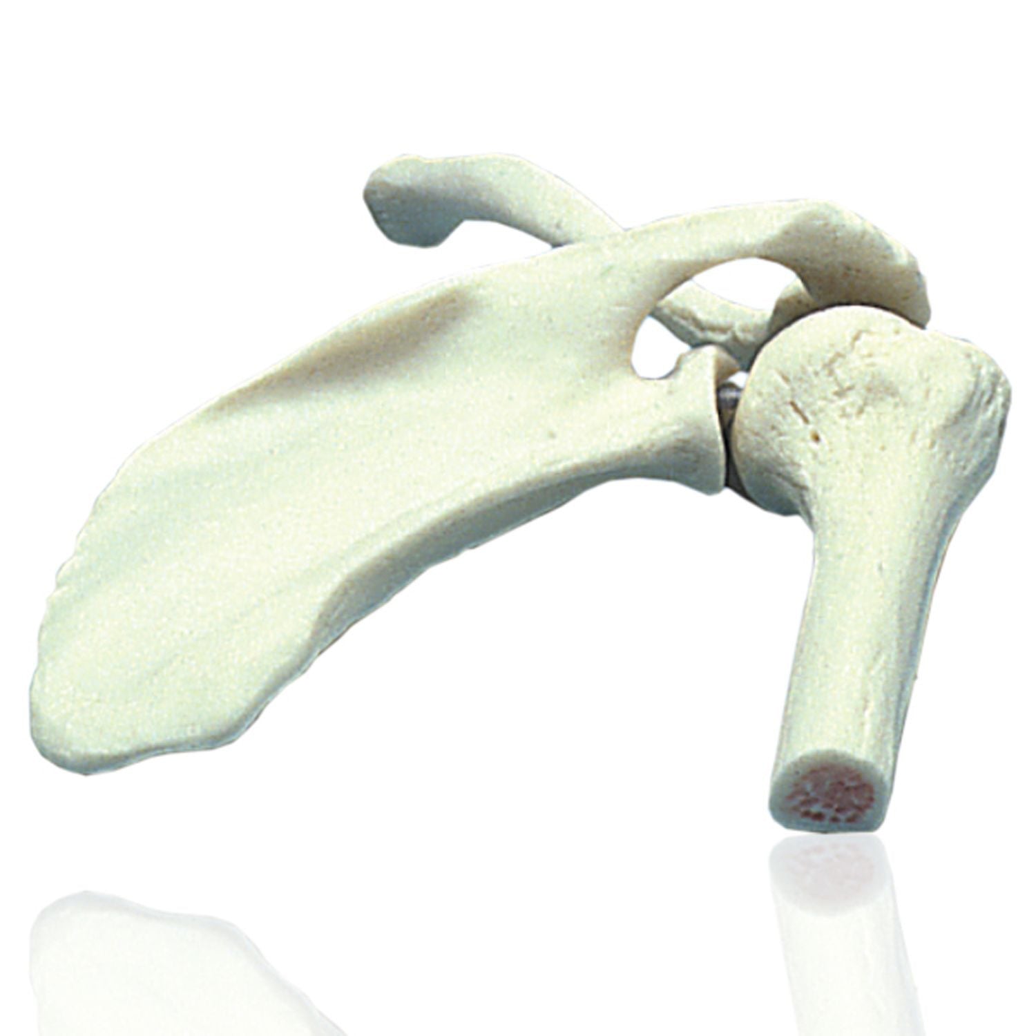 Shoulder Joint - Movable