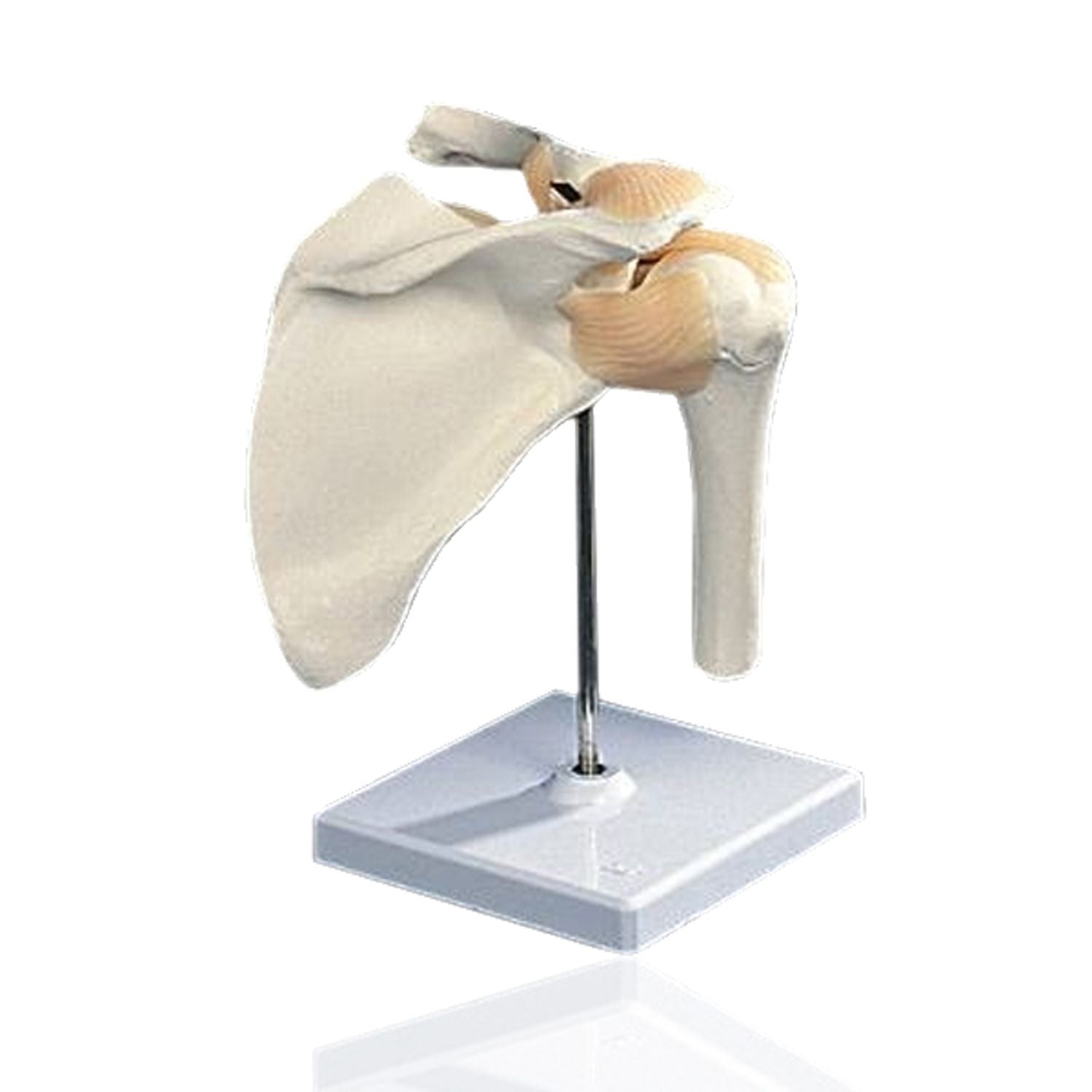 Shoulder Joint - Flexible