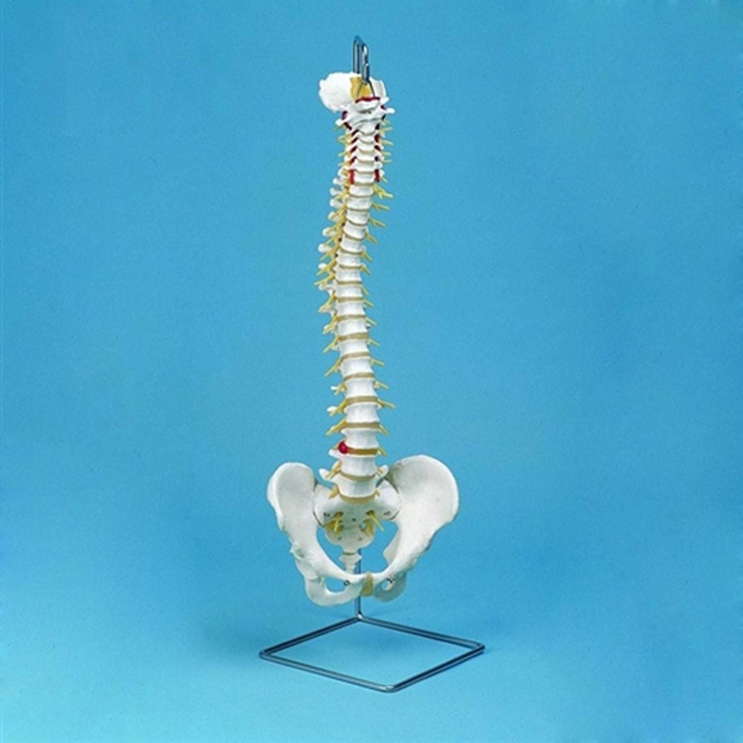 Standard Vertebral Column Flexible