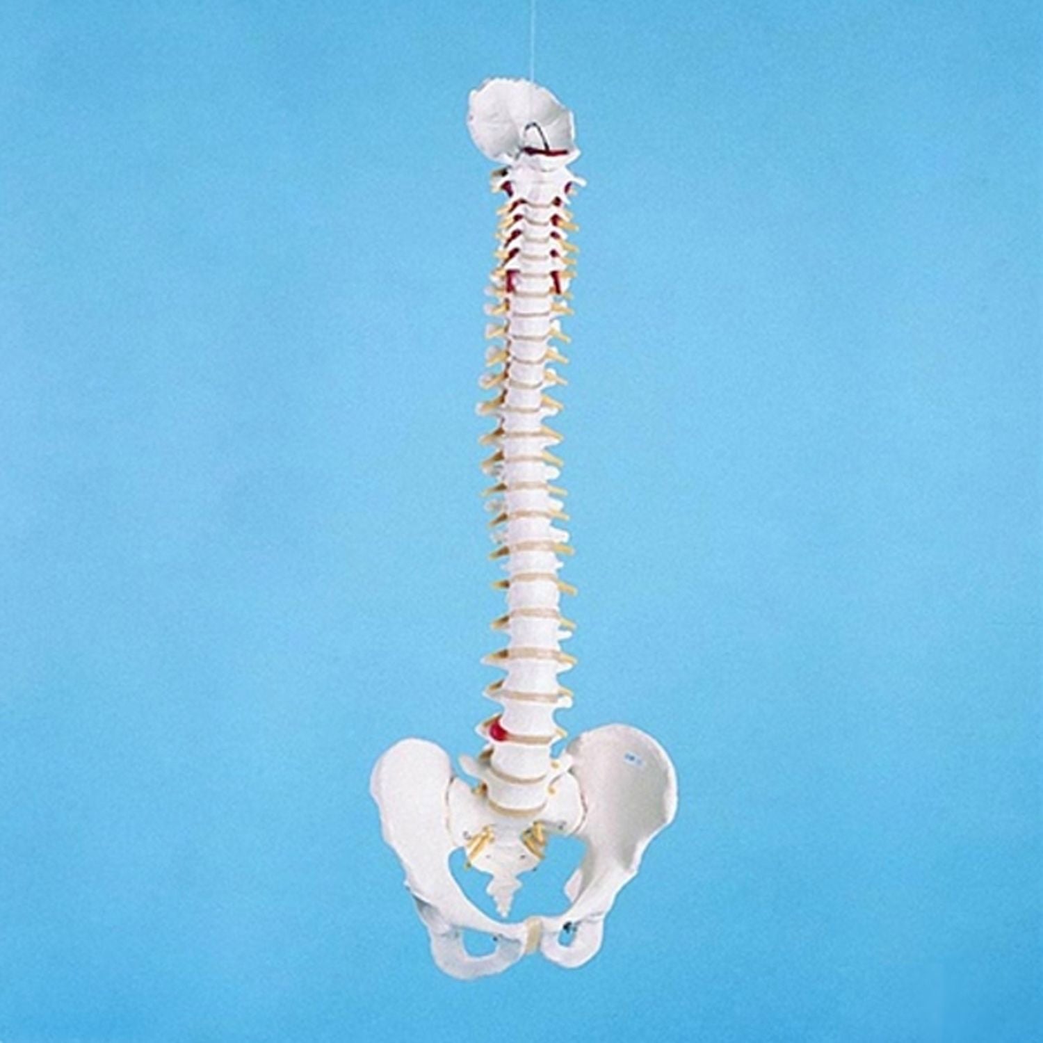 Basic Vertebral Column