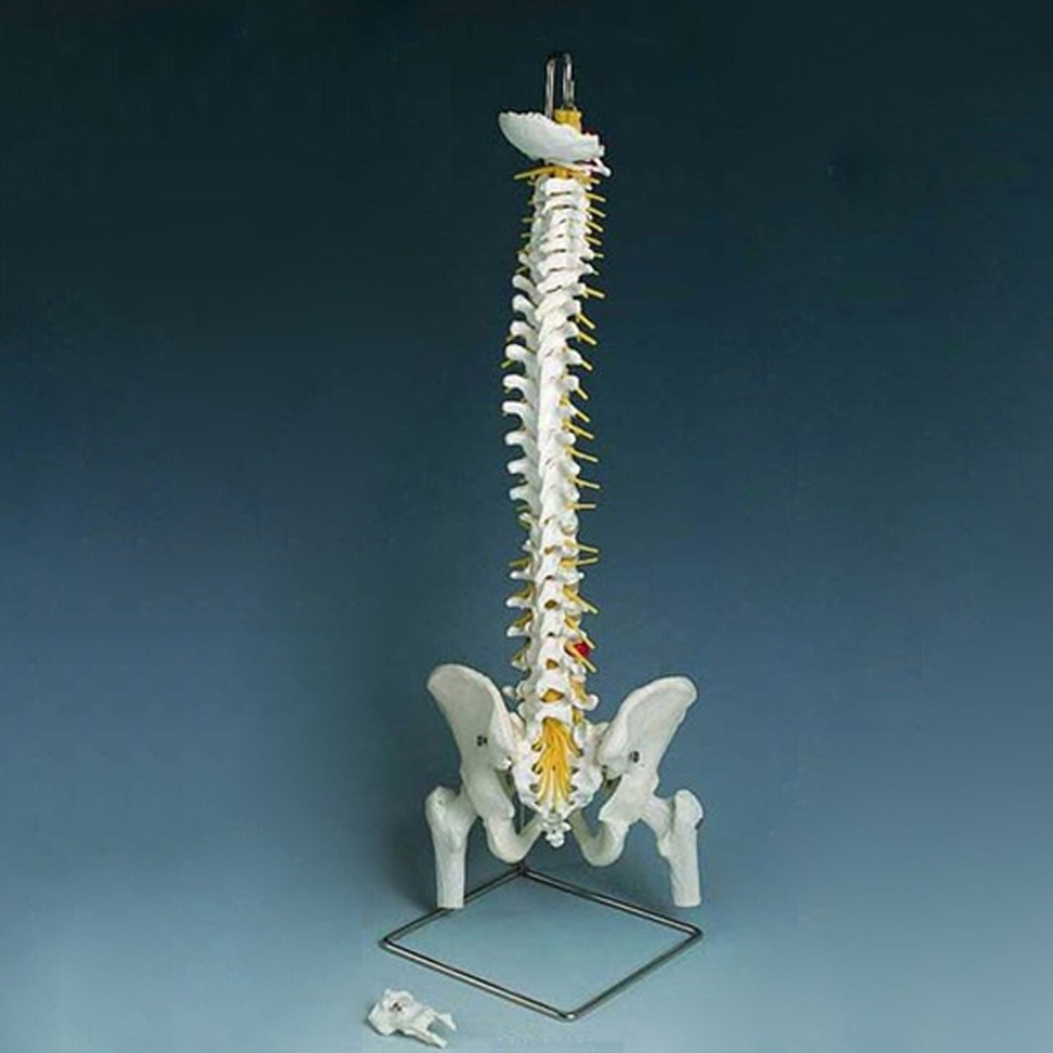 Vertebral Column Standard - With Femur Ends