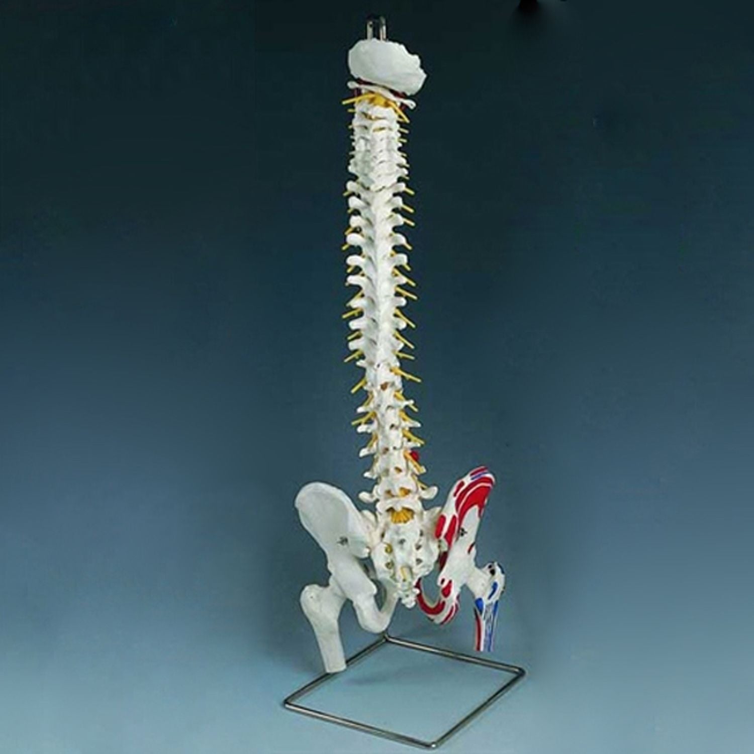 Vertebral Column Standard - Painted