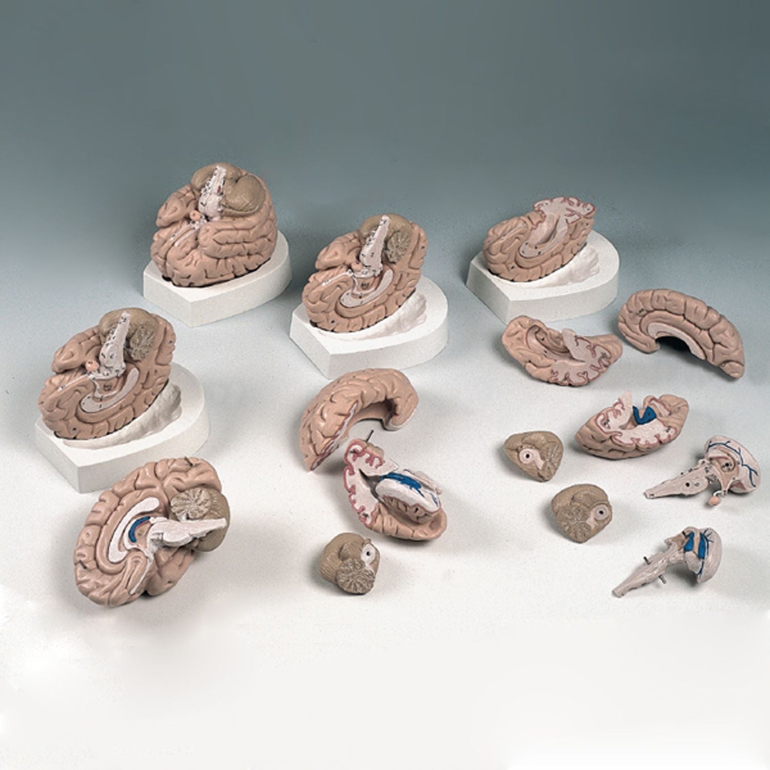 Brain Anatomical Model - 8 Part