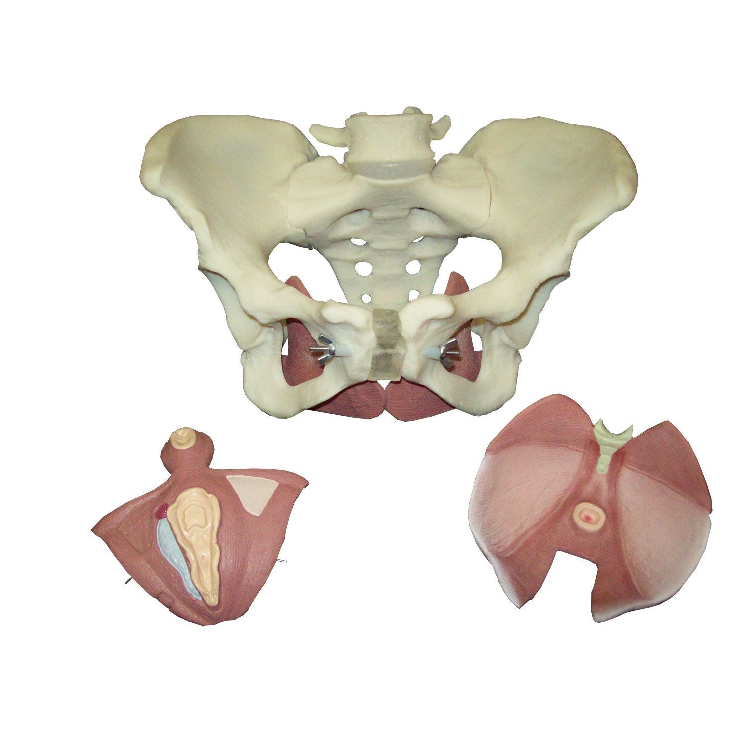 Composite Pelvis / Pelvic Floor